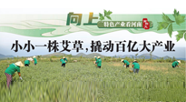 【行業(yè)資訊】向上，特色產(chǎn)業(yè)看河南：南陽艾區(qū)域品牌正在叫響！